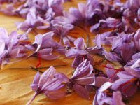 How should you use saffron oil for hair care?